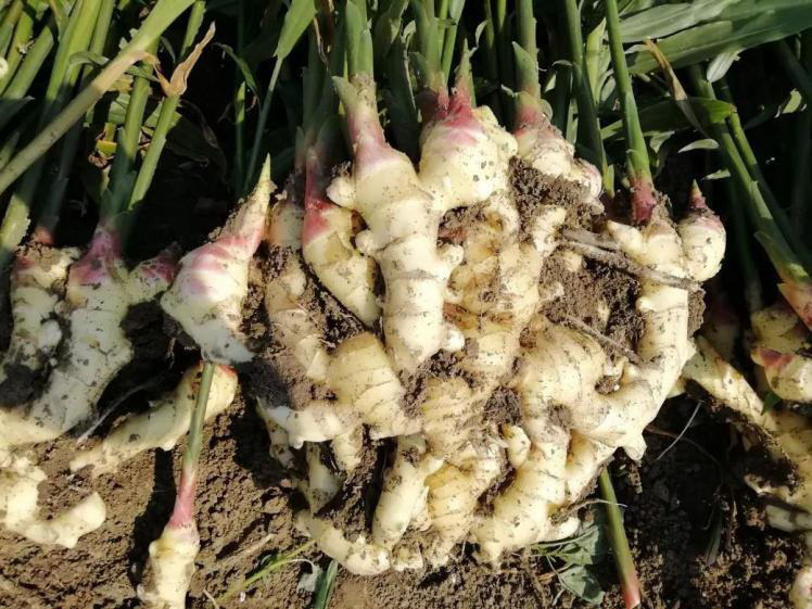 1553071039511045.png 大姜2.png