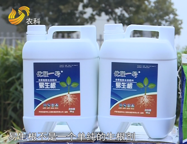 1553071090104390.png 大姜3.png