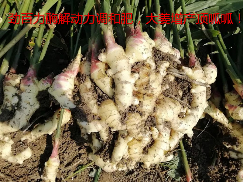 1553071181132301.png 大姜5.png